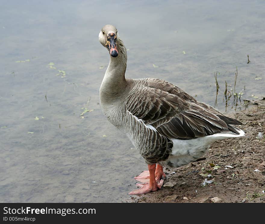 A goose standing my the pond getting ready to go for a swim. A goose standing my the pond getting ready to go for a swim