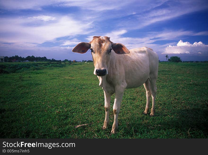 Cow