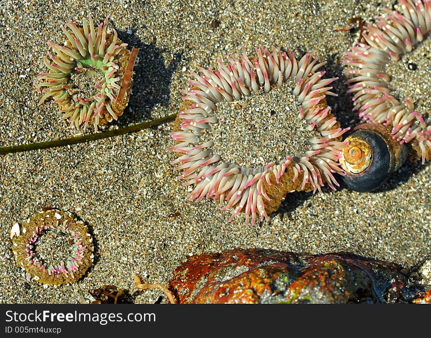 Sea anemones