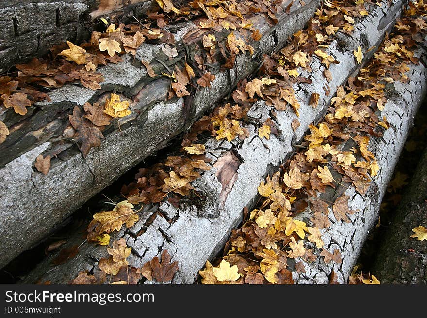 Pile of tree truncs captured with a wide angle in autumn with dead leaves on them. Pile of tree truncs captured with a wide angle in autumn with dead leaves on them