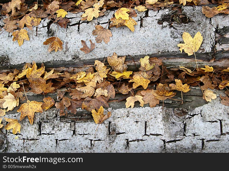 Pile of tree truncs captured with a wide angle in autumn with dead leaves on them. Pile of tree truncs captured with a wide angle in autumn with dead leaves on them