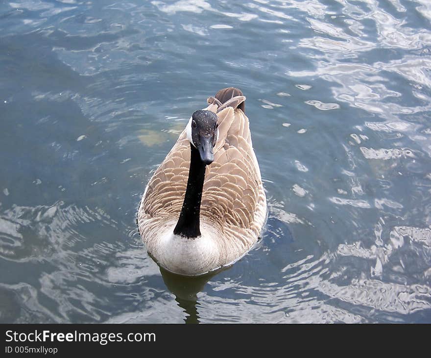 A canada goose