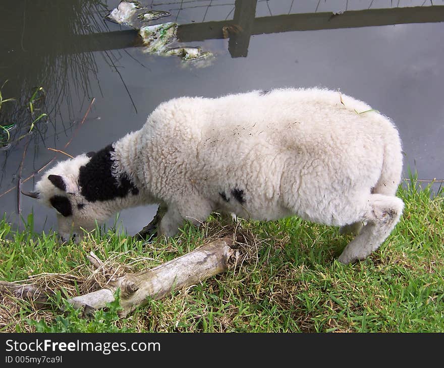 A lamb nearly in the water. A lamb nearly in the water