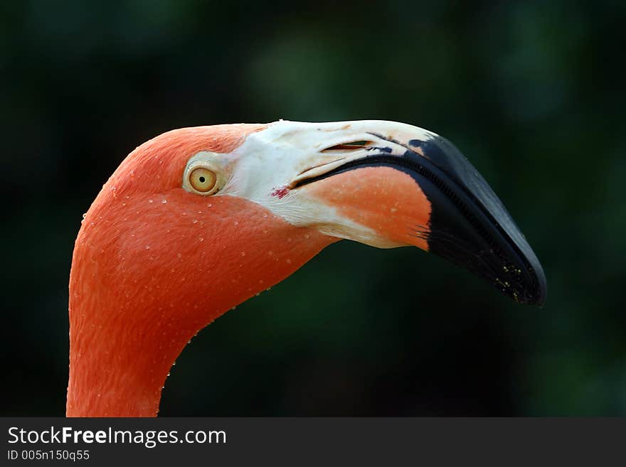 Close up of a flamingo