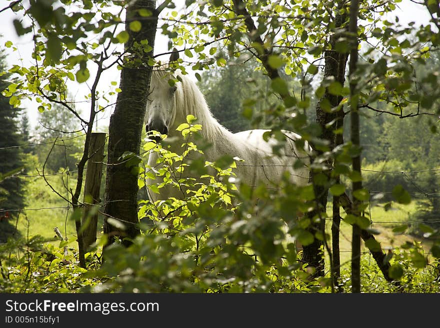 White horse in the middle of the forest, montreal, canada