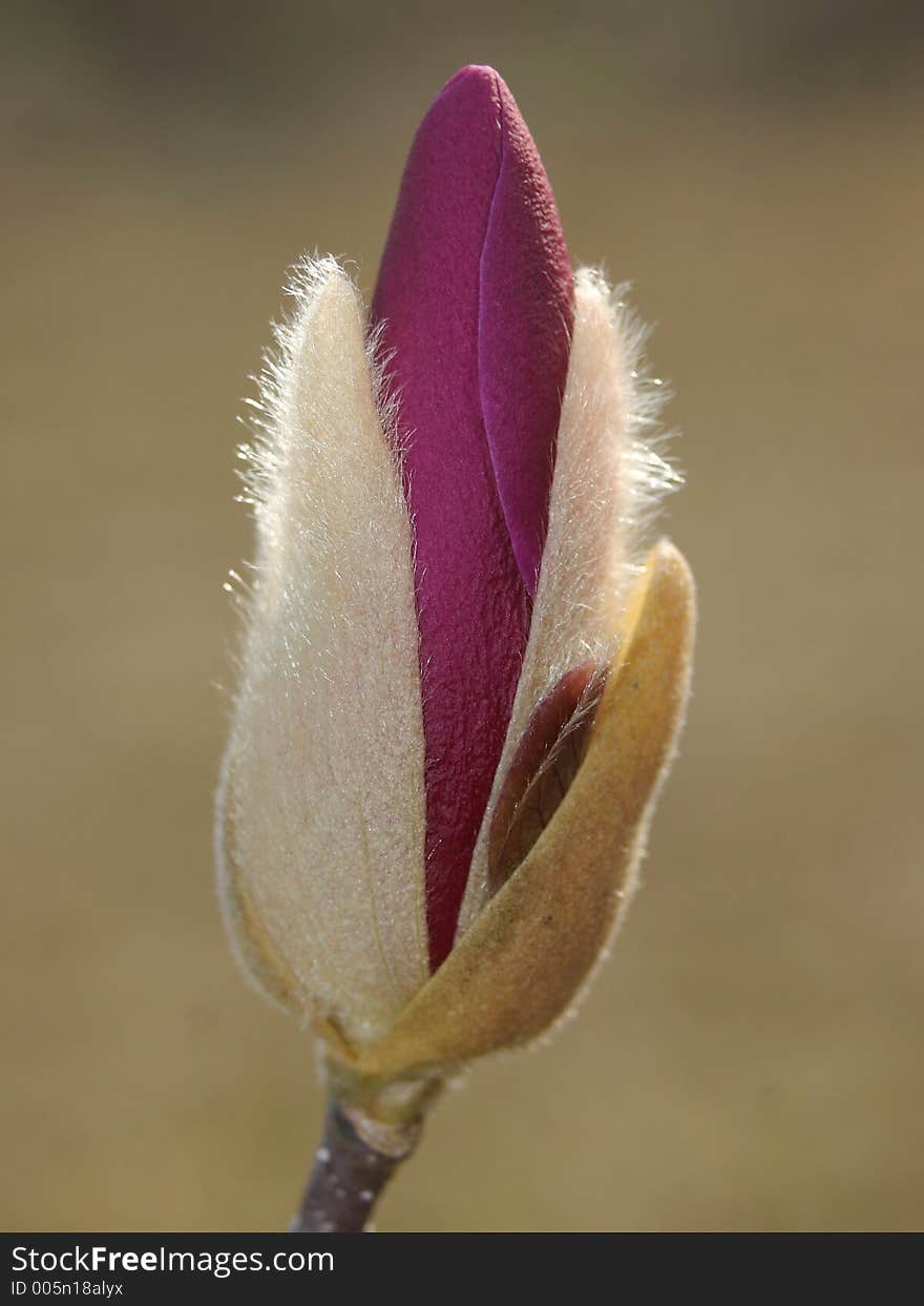 Japanese Magnolia bud. Japanese Magnolia bud