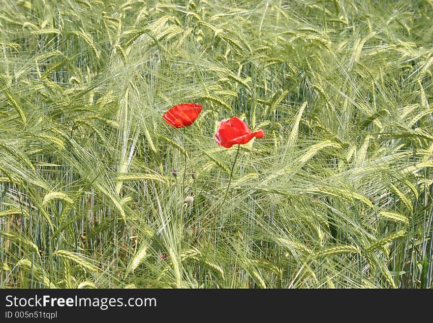 Poppies and wheat