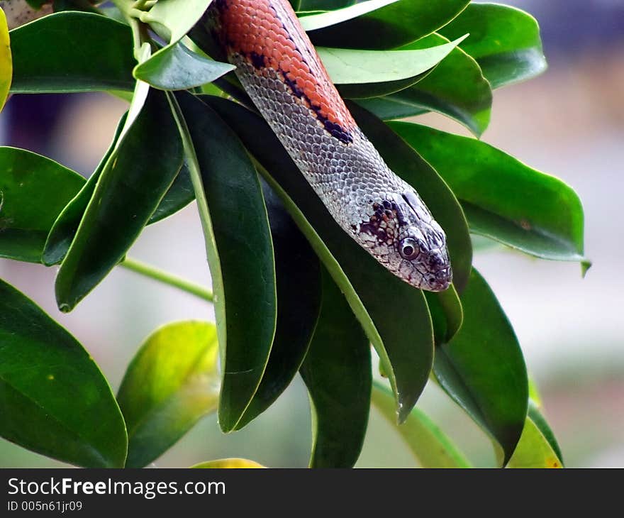 Gray banded kingsnake on leaves