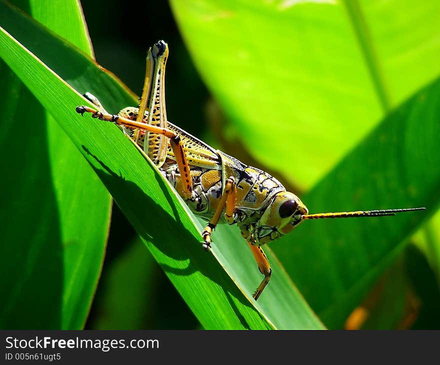 Grasshopper