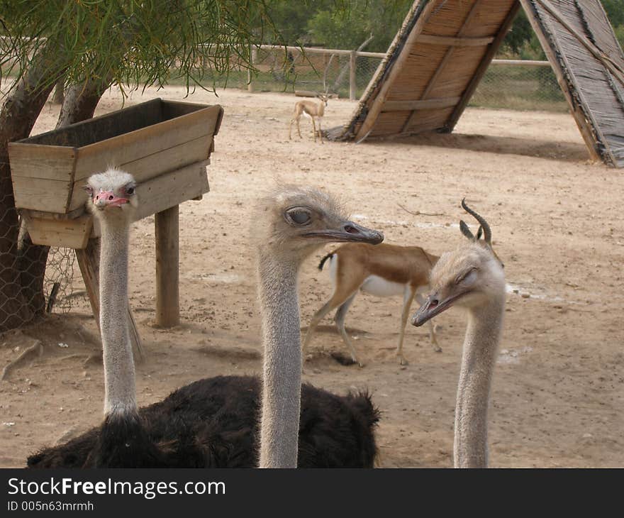 Ostriches at the zoo