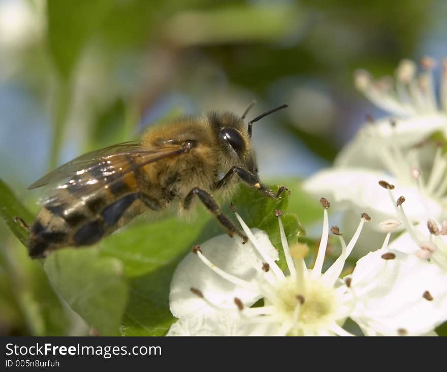 Bee landing on bloom.