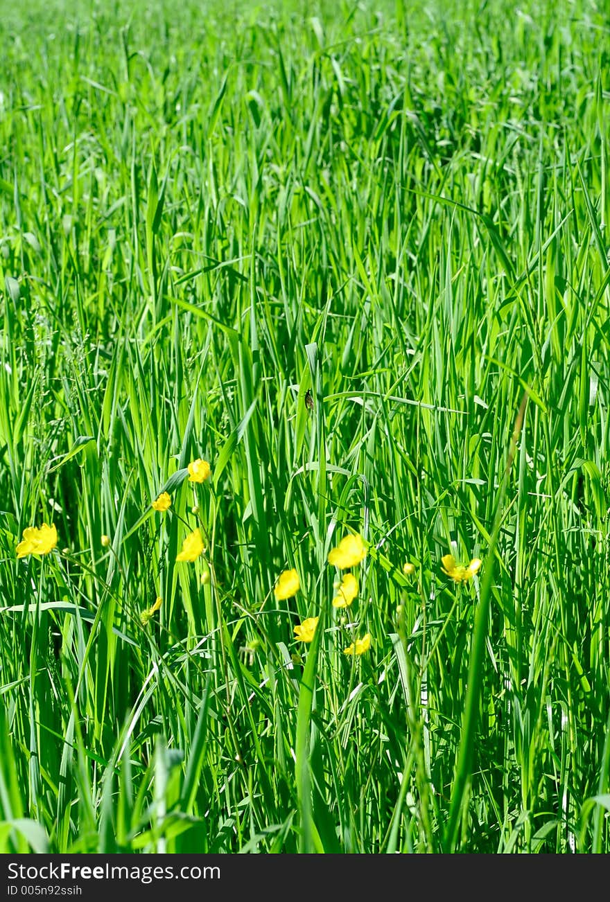 Bright green vegetation of young oat crops. Bright green vegetation of young oat crops