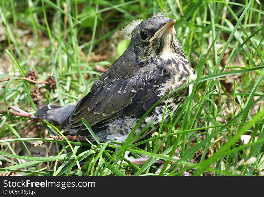 A thrush baby bird fallen from its nest, lost in forest, curious, frightened, inexperienced, unprotected. A thrush baby bird fallen from its nest, lost in forest, curious, frightened, inexperienced, unprotected