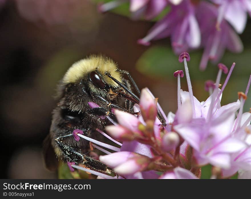 Bumblebee is gathering nectar on lilac flowers in Golden Gate Park, San Francisco, California. It's fur is sprinkled with pollen. Bumblebee is gathering nectar on lilac flowers in Golden Gate Park, San Francisco, California. It's fur is sprinkled with pollen.