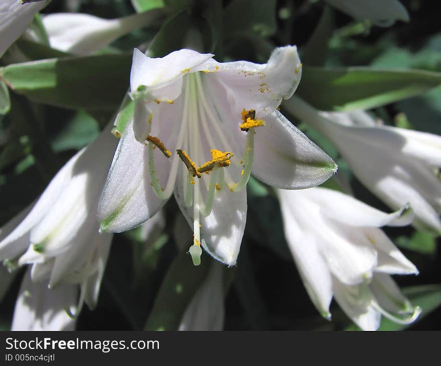 Delicate bell shaped hosta flowers.