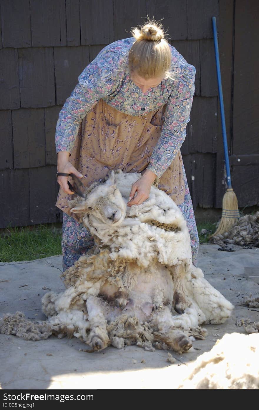 Hand clippers are used to shear a sheep in this demonstration of traditional farming methods. Hand clippers are used to shear a sheep in this demonstration of traditional farming methods