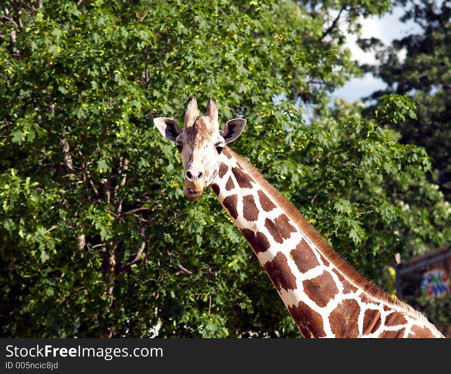 Giraffe