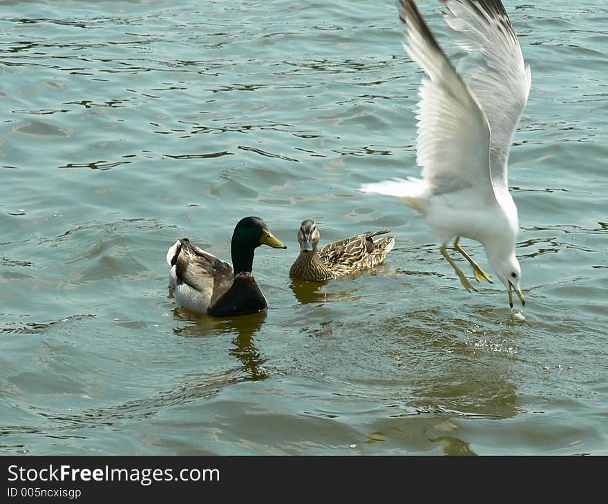 We were feeding ducks bread, and a seagull swooped down and snatched the bread before the ducks could get to it. We were feeding ducks bread, and a seagull swooped down and snatched the bread before the ducks could get to it.