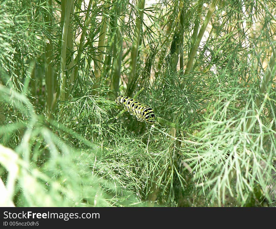 Caterpillar in a dillweed forest