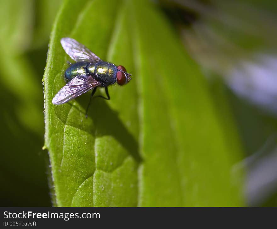 Liitle grean fly ready to jump. Liitle grean fly ready to jump.