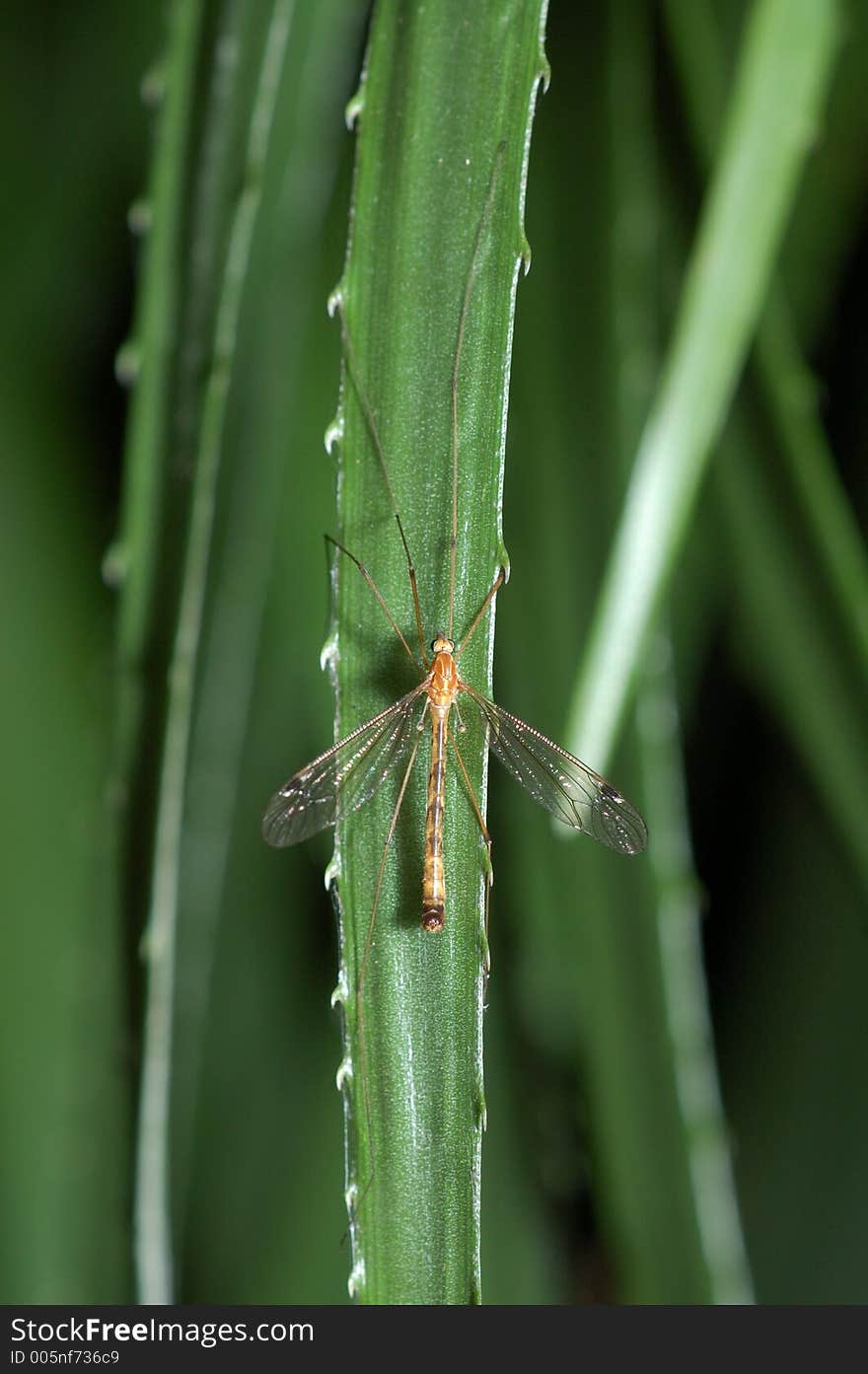 A large insect is clinging to a grass blade, clearly showing off its' halteres )reduced hind wings) and colorful eyes. A large insect is clinging to a grass blade, clearly showing off its' halteres )reduced hind wings) and colorful eyes.