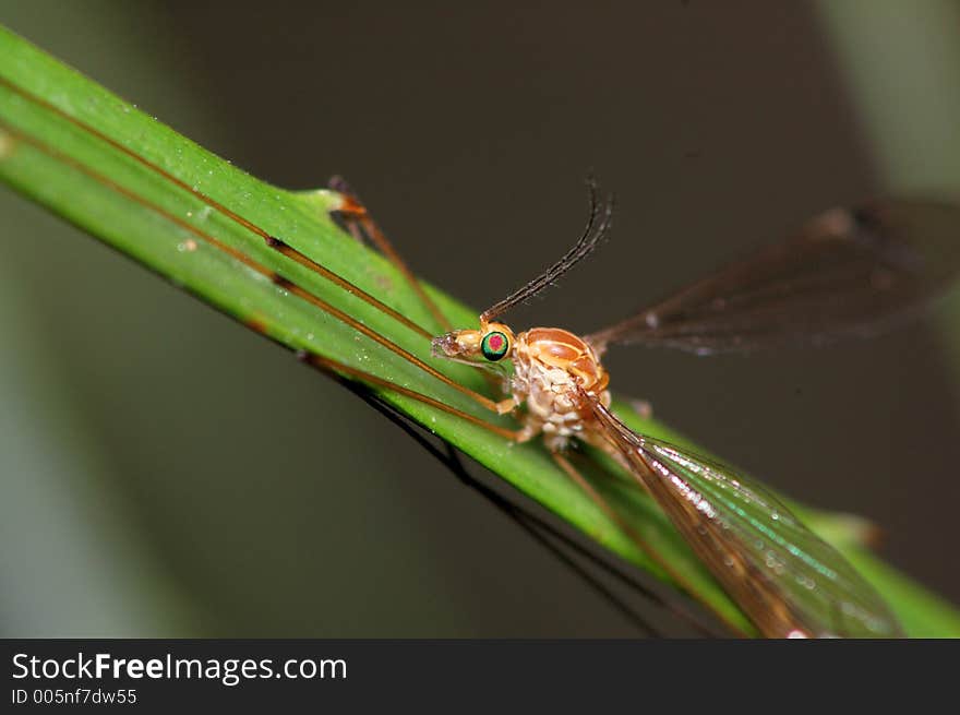 A large insect is clinging to a grass blade, clearly showing off its' colorful compund eyes, legs, wings, and antennae. A large insect is clinging to a grass blade, clearly showing off its' colorful compund eyes, legs, wings, and antennae.