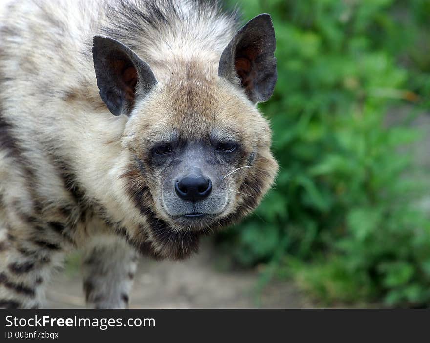 Portrait of a hyena