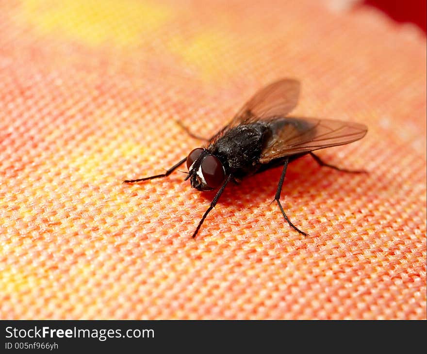 Fly resting on table cover. Fly resting on table cover.