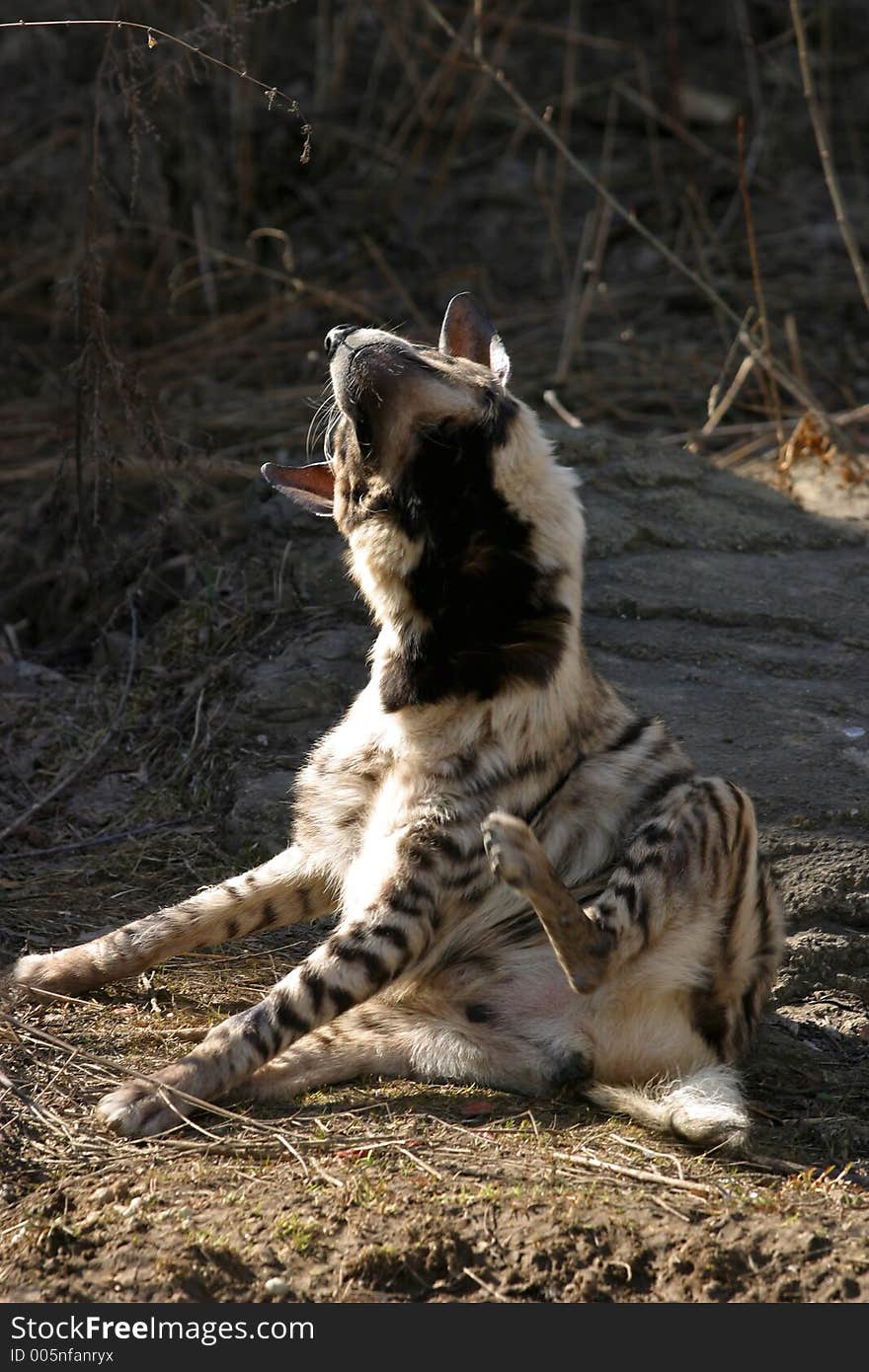 The image of a hyena which scratches behind an ear. The image of a hyena which scratches behind an ear