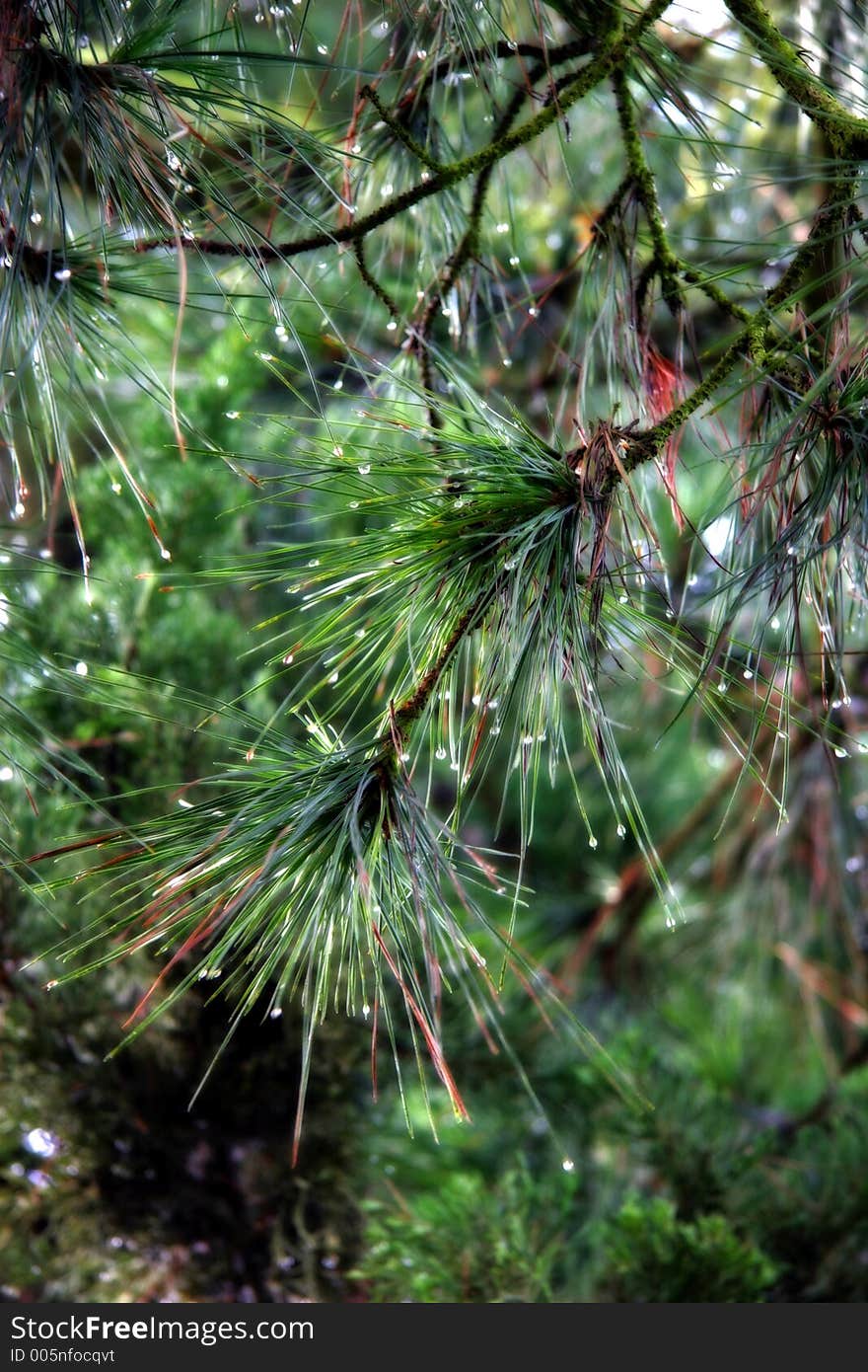 Green Pine Needles Dripping With Dew