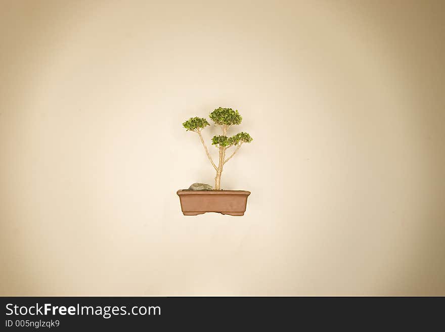 Bonsai tree with small pot in the middle of a tan background