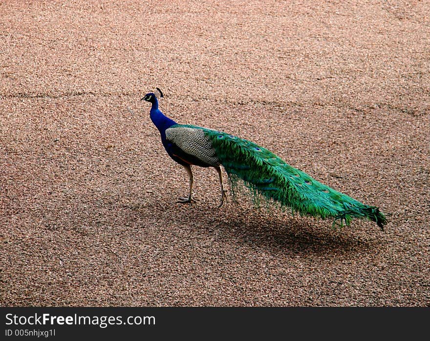 Fancy Fan (Peacock)