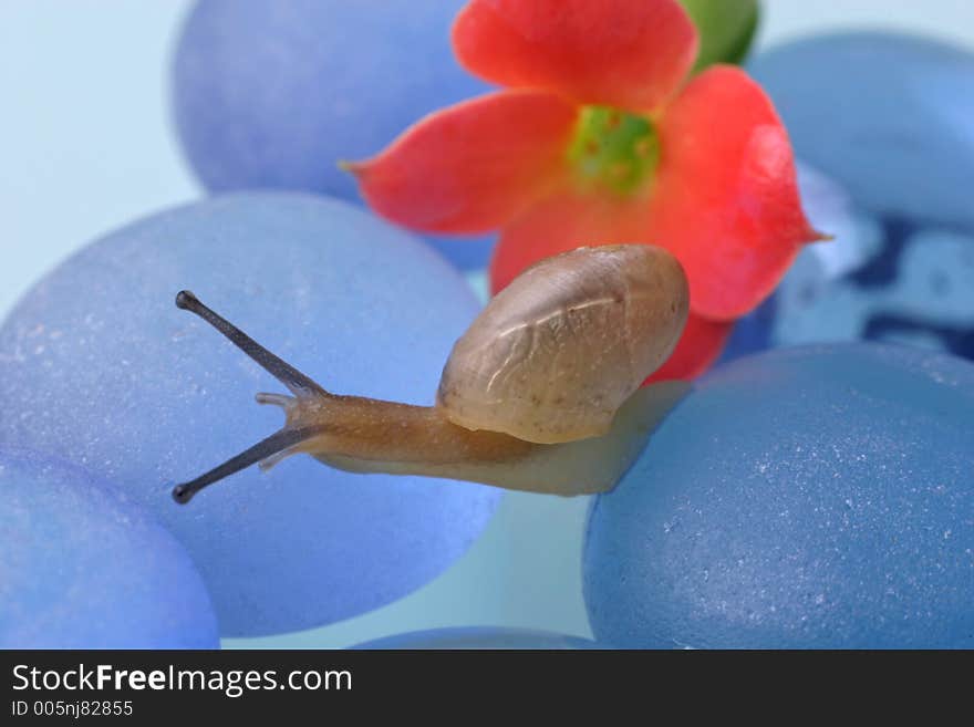 Snail and Kalanchoe