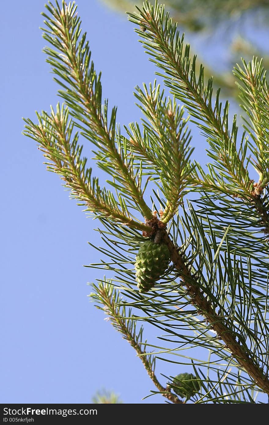 Pine cones on tree