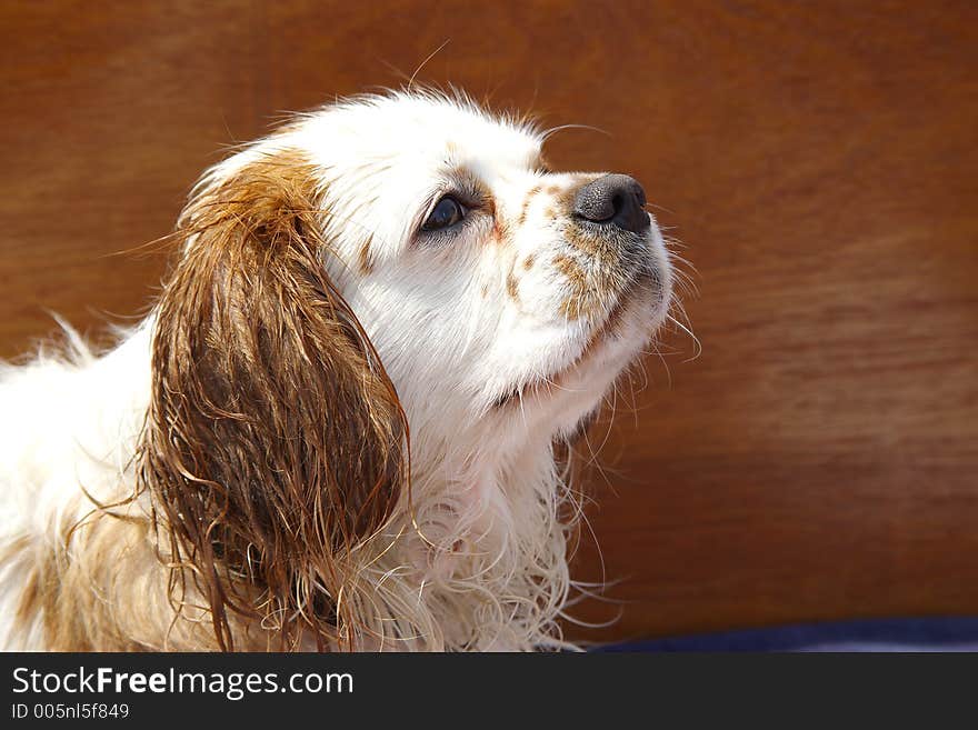 A King Charles Spaniel waiting for its sweets. A King Charles Spaniel waiting for its sweets.