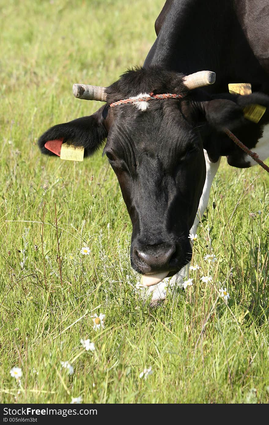 Black cow head