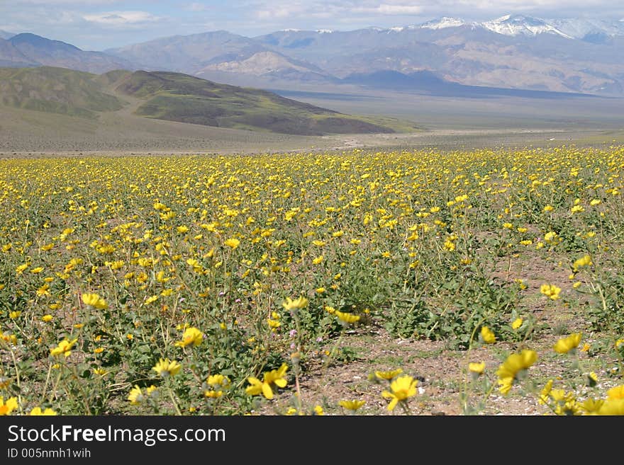 A once in 100 year natural phenomena, flowers blooming in Death Valley. A once in 100 year natural phenomena, flowers blooming in Death Valley