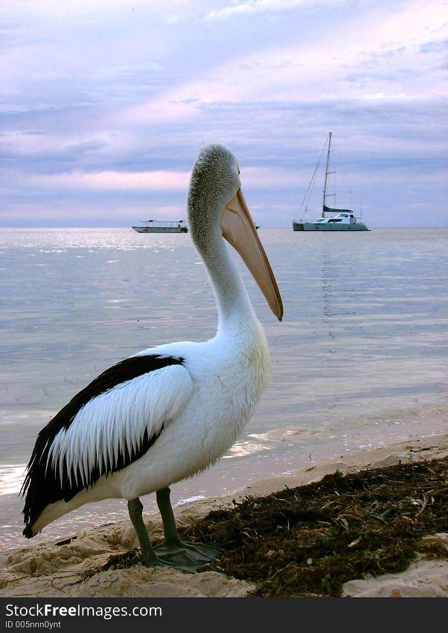 Pelican at nice beach & sea view