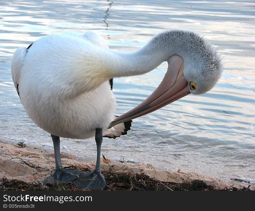 Pelican at beach