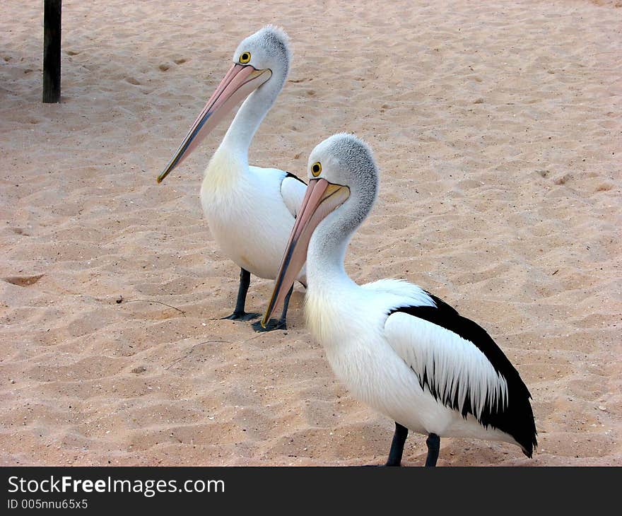 A pair of white pelicans at the beach