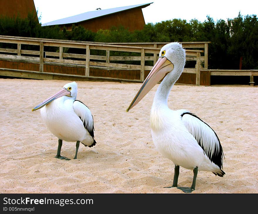 A pair of white pelicans resting at beach