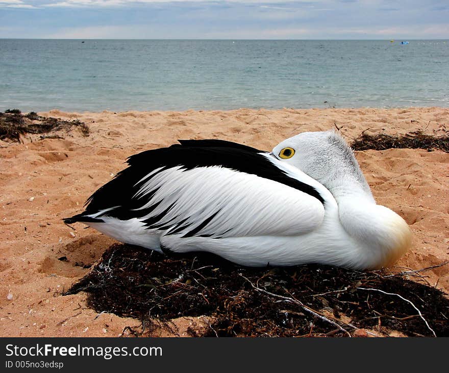 Lonely pelican sitting on the beach