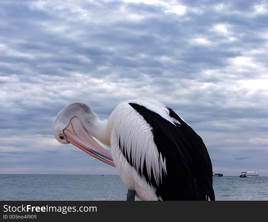 Pelican saluting