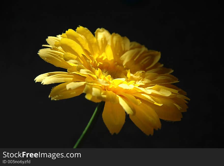 Artificial Flower with black background