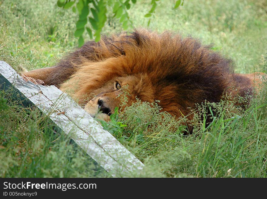 Tired lion close-up