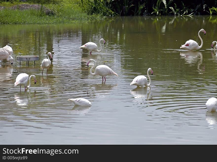 Flamingos