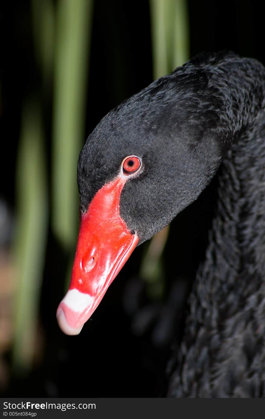 Black Swan Closeup