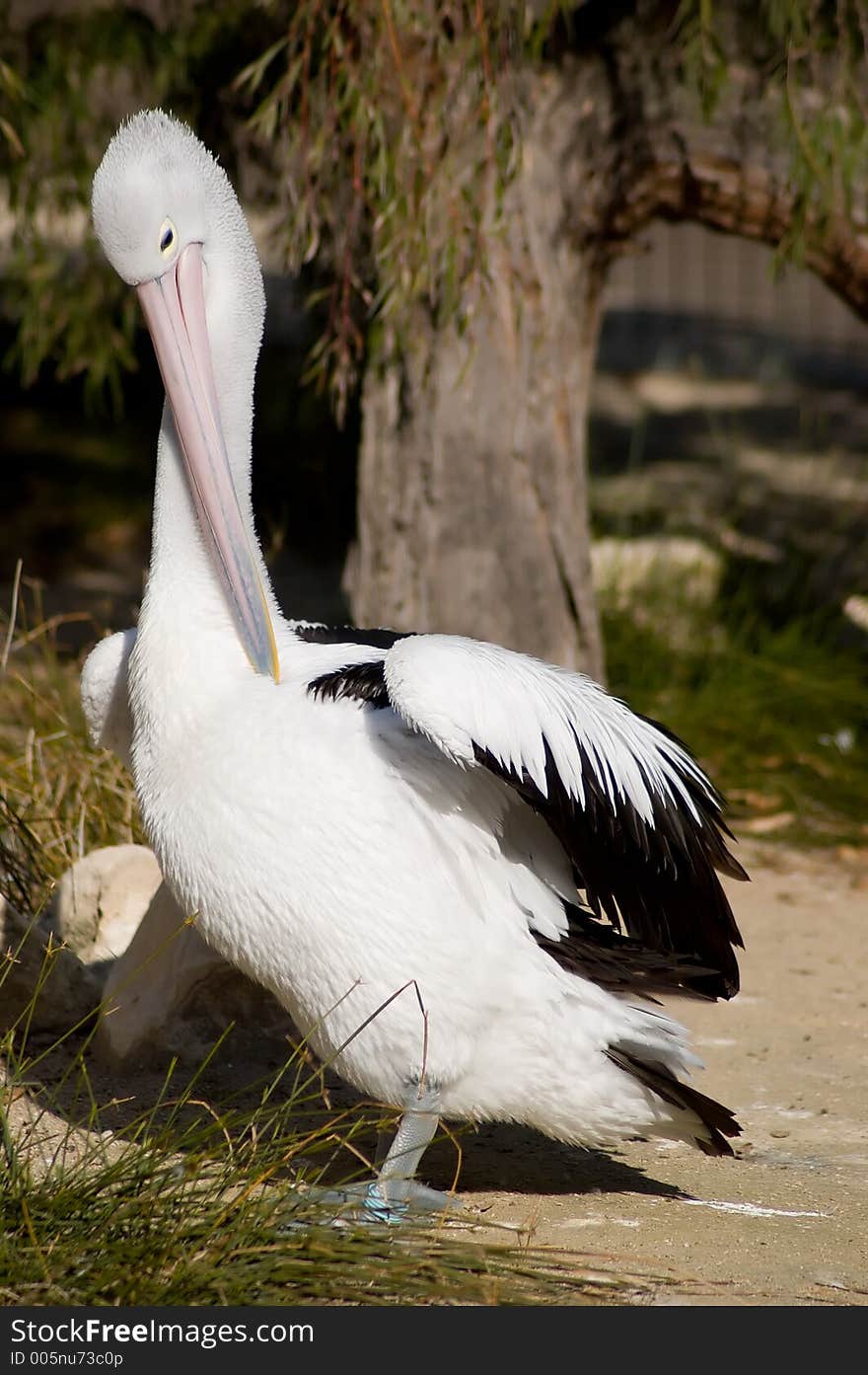 Pelican With An Itch