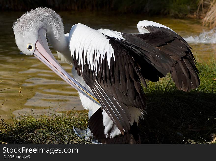 An Australian Pelican with its wings outstretched. An Australian Pelican with its wings outstretched.