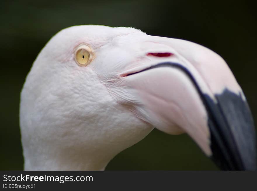 A closeup shot of Floyd, the Chilean Flamingo (shallow depth of field). A closeup shot of Floyd, the Chilean Flamingo (shallow depth of field).